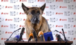 狗电视剧,忠诚与背叛的较量